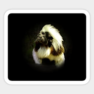 Cotton-top tamarin Sticker